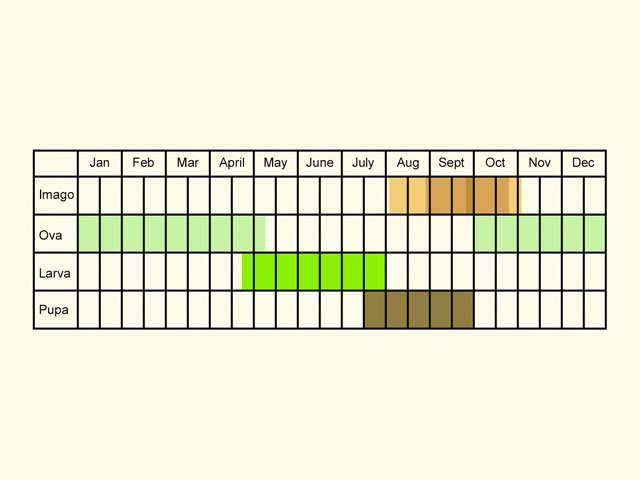  Life stages table Copyright Martin Evans 