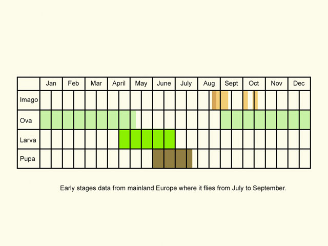  Life stages table Copyright Martin Evans 