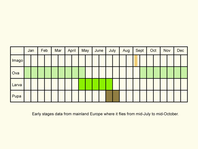  Life stages table Copyright Martin Evans 