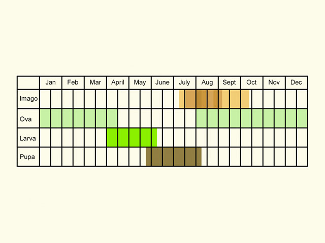  Life stages table Copyright Martin Evans 