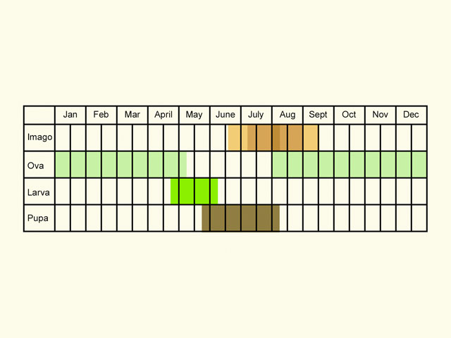  Life stages table Copyright Martin Evans 