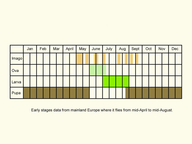  Life stages table Copyright Martin Evans 