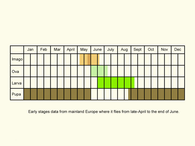  Life stages table Copyright Martin Evans 
