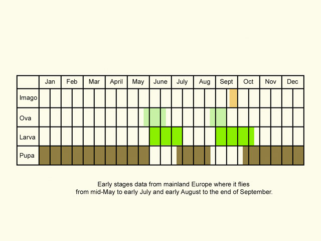  Life stages table Copyright Martin Evans 