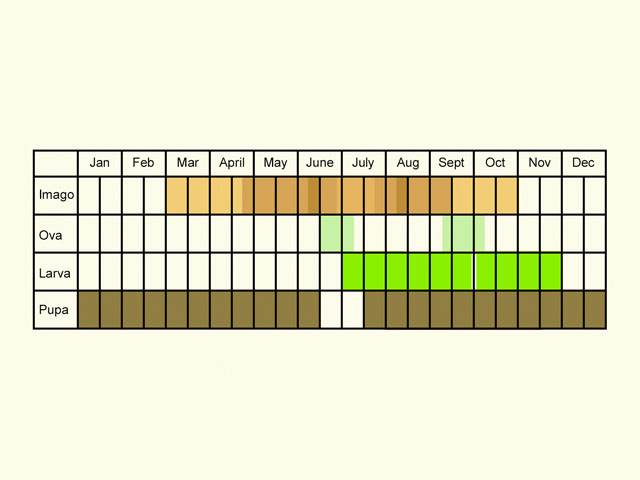  Life stages table Copyright Martin Evans 