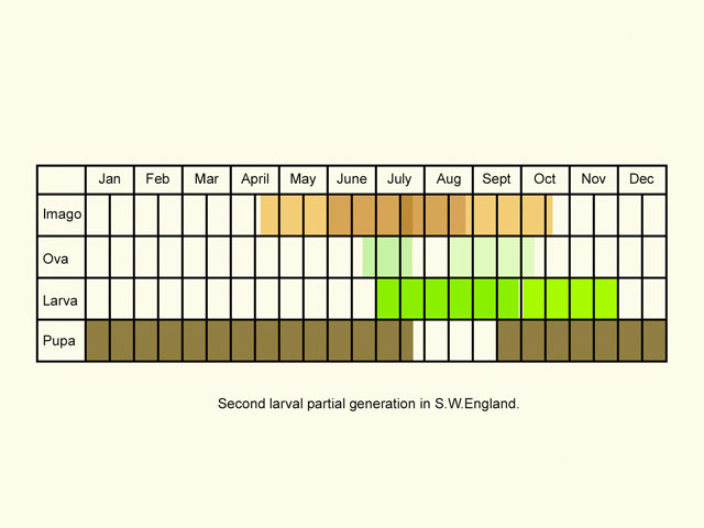  Life stages table Copyright Martin Evans 