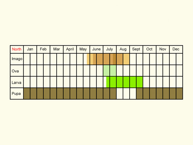  Life stages table Copyright Martin Evans 