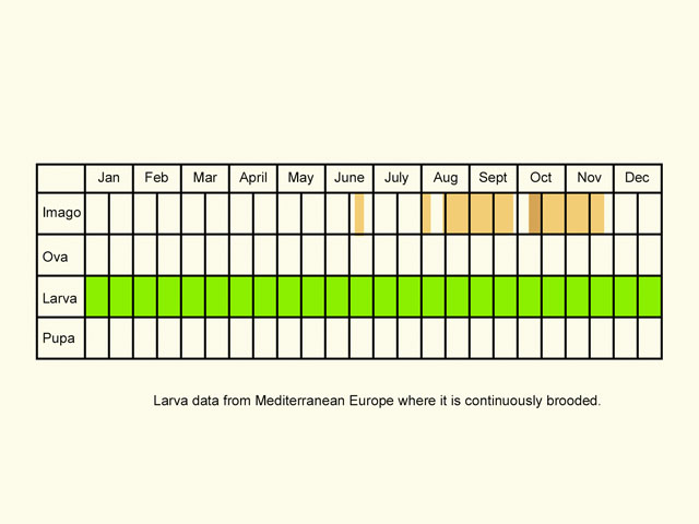  Life stages table Copyright Martin Evans 
