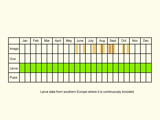  Life stages table Copyright Martin Evans 