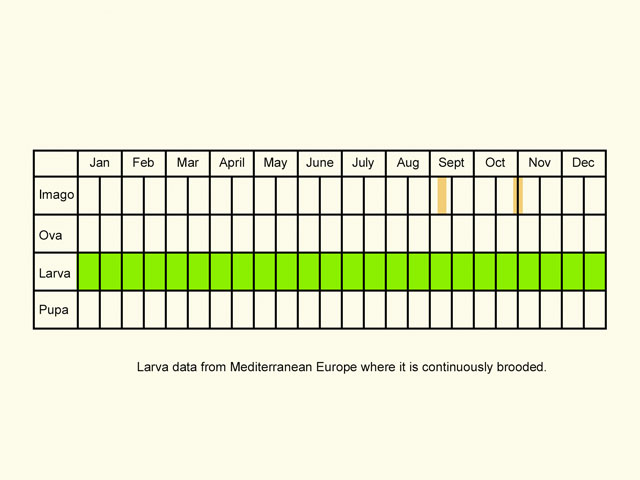  Life stages table Copyright Martin Evans 