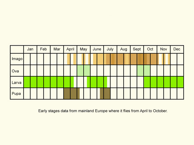  Life stages table Copyright Martin Evans 