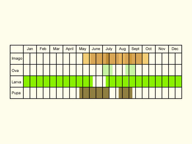  Life stages table Copyright Martin Evans 
