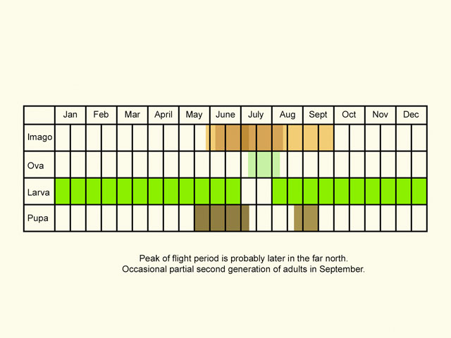  Life stages table Copyright Martin Evans 