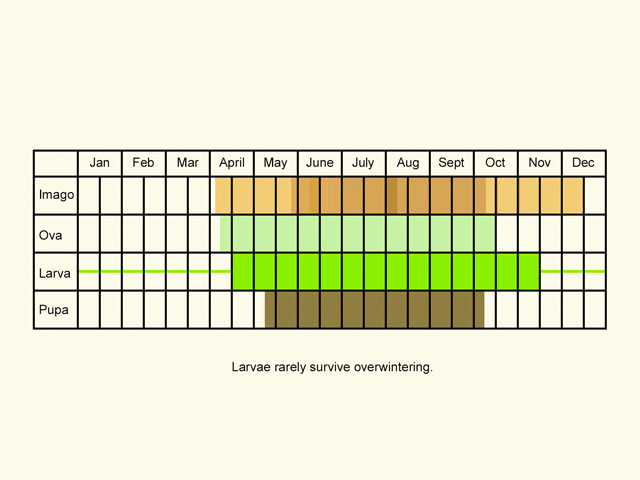 Life stages table Copyright Martin Evans 