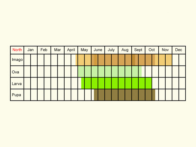  Life stages table Copyright Martin Evans 