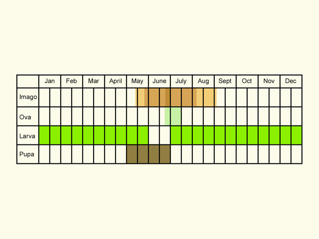  Life stages table Copyright Martin Evans 