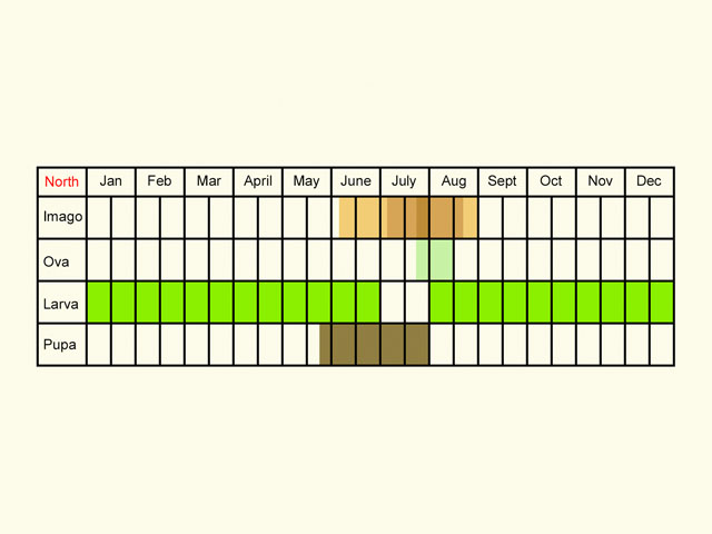  Life stages table Copyright Martin Evans 