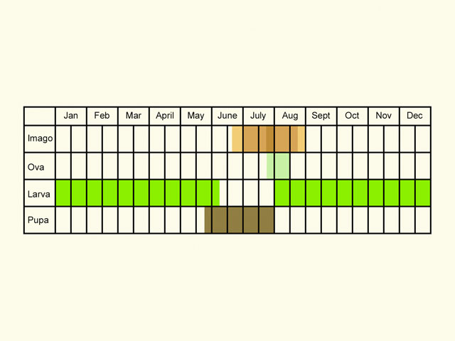  Life stages table Copyright Martin Evans 