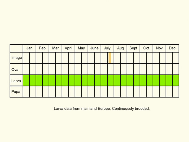  Life stages table Copyright Martin Evans 