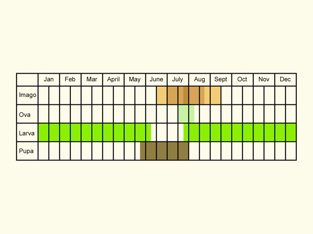  Life stages table Copyright Martin Evans 