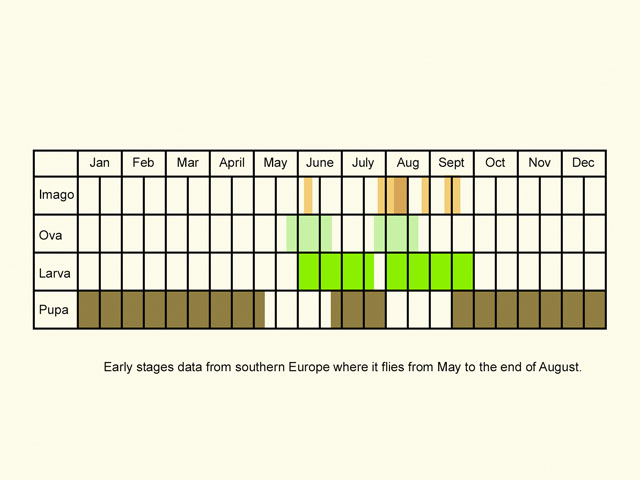  Life stages table Copyright Martin Evans 