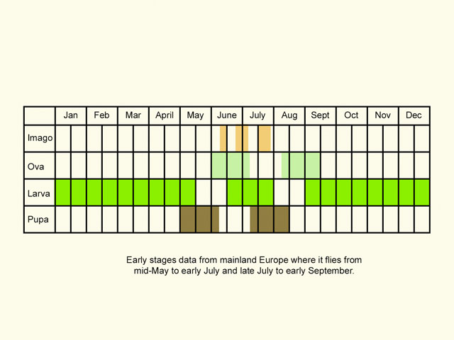  Life stages table Copyright Martin Evans 