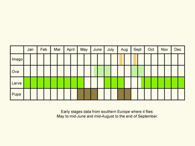  Life stages table Copyright Martin Evans 