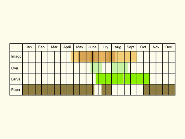  Life stages table Copyright Martin Evans 