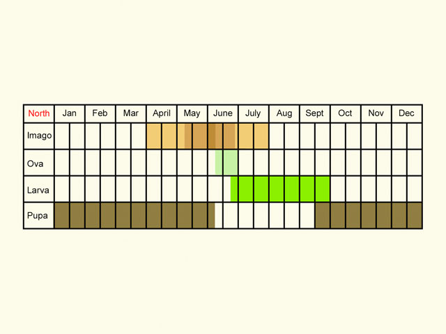  Life stages table Copyright Martin Evans 