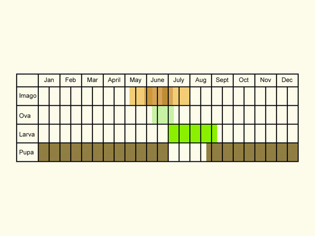  Life stages table Copyright Martin Evans 