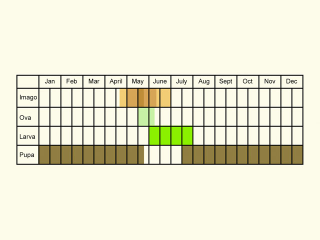  Life stages table Copyright Martin Evans 