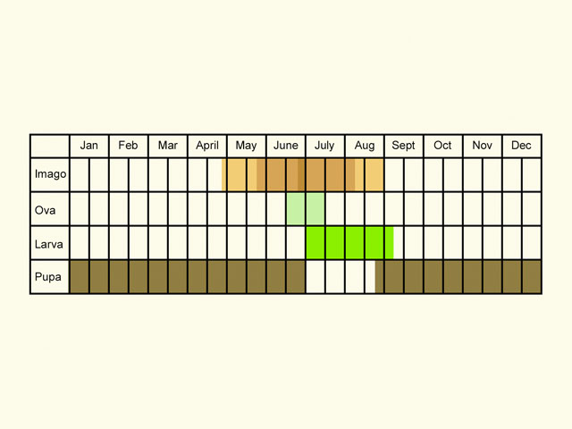  Life stages table Copyright Martin Evans 