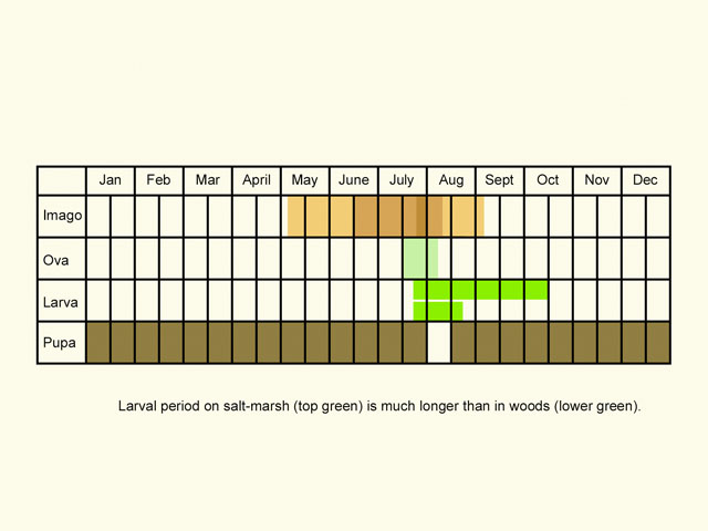  Life stages table Copyright Martin Evans 