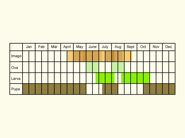  Life stages table Copyright Martin Evans 