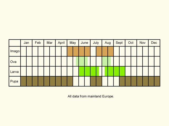  Life stages table Copyright Martin Evans 