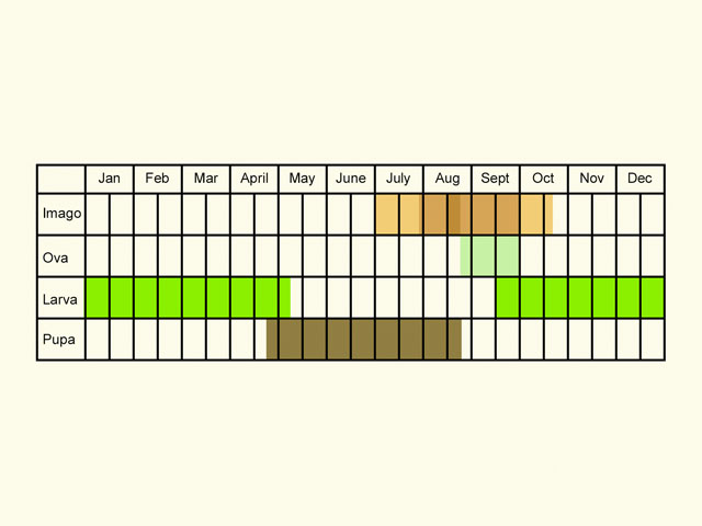  Life stages table Copyright Martin Evans 