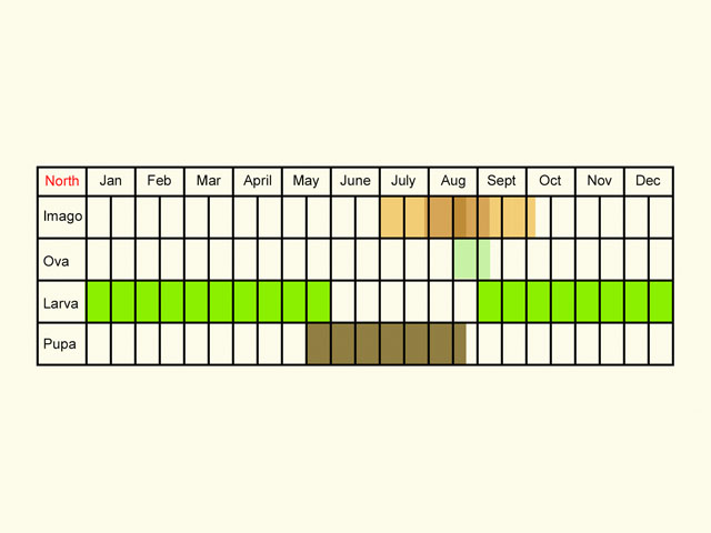  Life stages table Copyright Martin Evans 