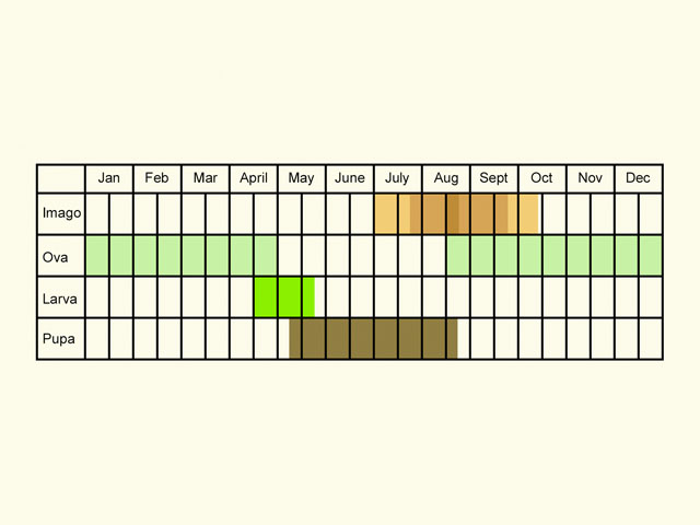  Life stages table Copyright Martin Evans 
