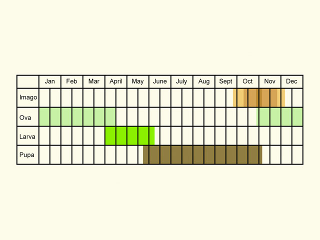  Life stages table Copyright Martin Evans 