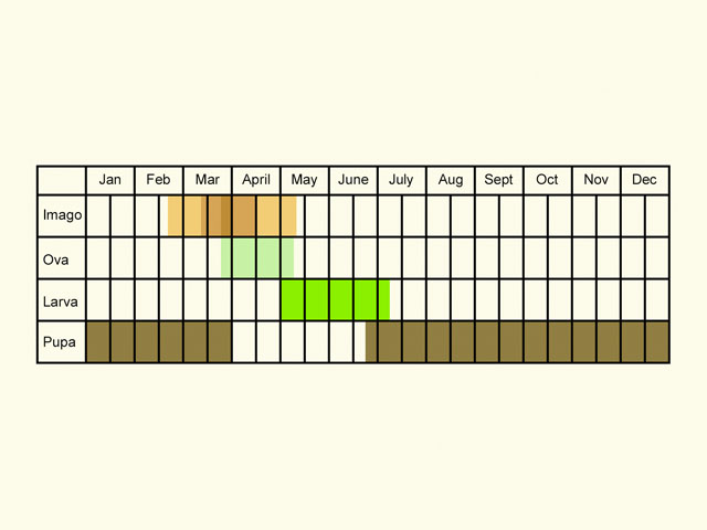  Life stages table Copyright Martin Evans 