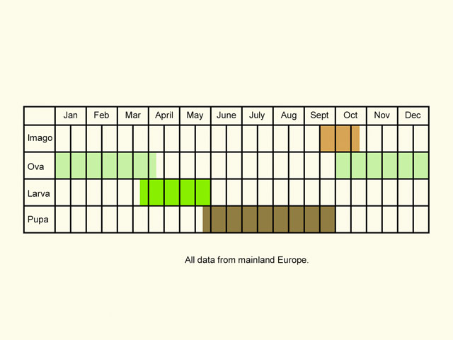  Life stages table Copyright Martin Evans 