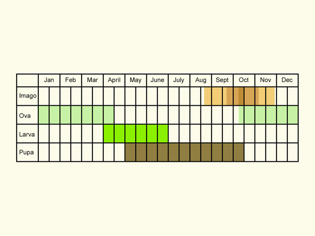  Life stages table Copyright Martin Evans 
