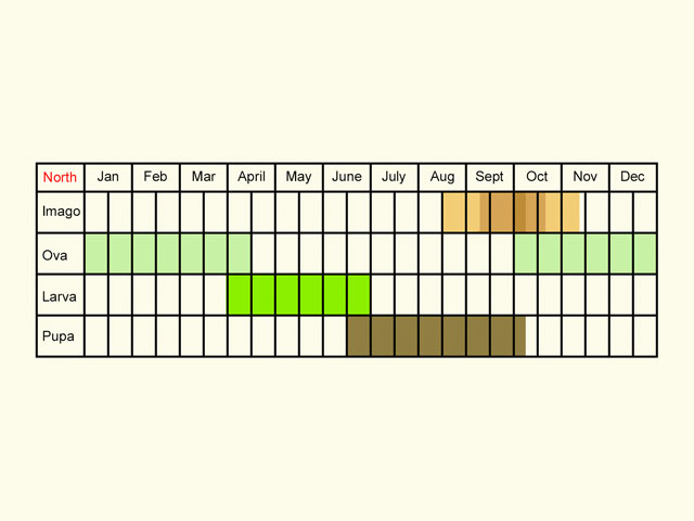  Life stages table Copyright Martin Evans 