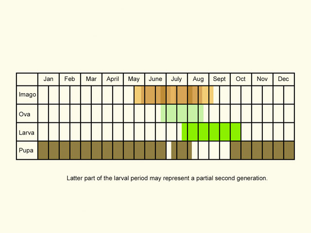  Life stages table Copyright Martin Evans 