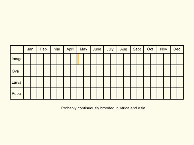  Life stages table Copyright Martin Evans 