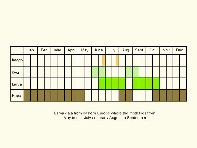  Life stages table Copyright Martin Evans 