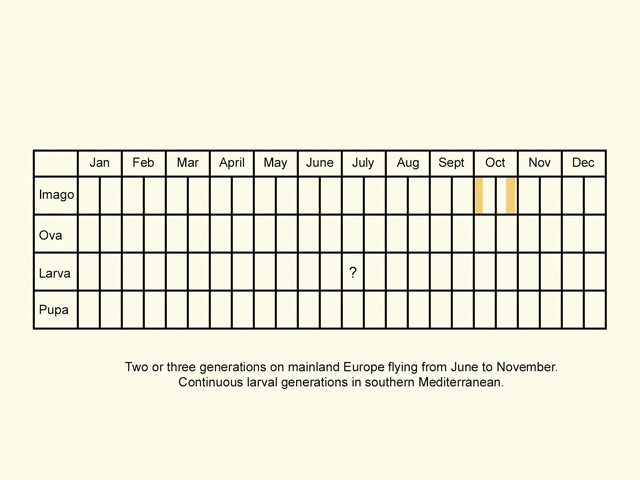  Life stages table Copyright Martin Evans 
