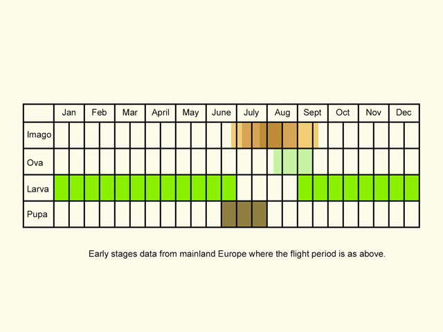  Life stages table Copyright Martin Evans 