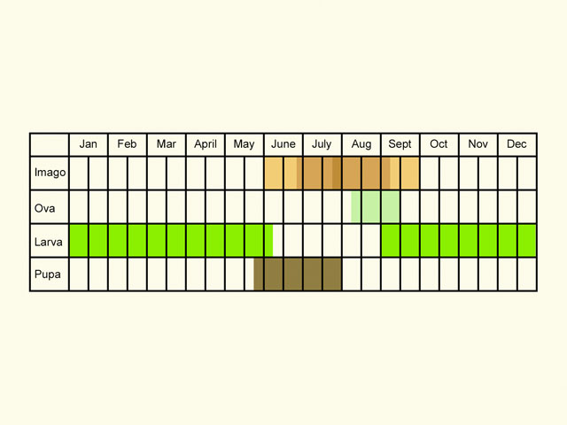  Life stages table Copyright Martin Evans 