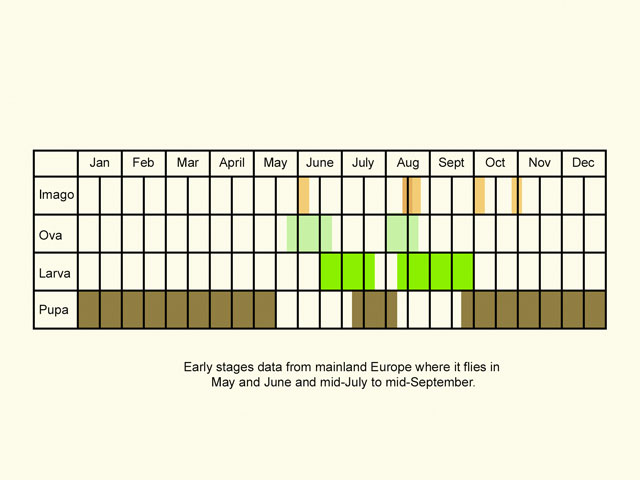  Life stages table Copyright Martin Evans 